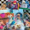 Anatolian – Paws Gone Wild 260 Larger Piece Puzzle