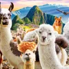 Castorland –  Llamas Selfie 1000 Piece Puzzle