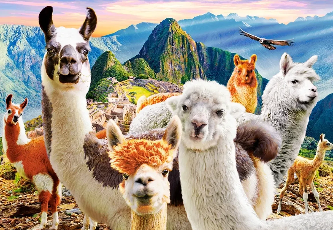 Castorland – Llamas Selfie 1000 Piece Puzzle