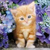 Clementoni – Ginger Cat 500 Piece Puzzle
