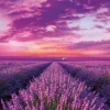 Clementoni – Lavender Field 1000 Piece Puzzle