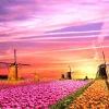 Clementoni – Magical Sunrise 500 Piece Puzzle