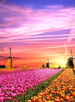 Clementoni – Magical Sunrise 500 Piece Puzzle
