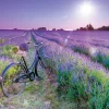 Educa – Bike in Lavender Field 1000 Piece Puzzle