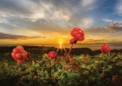 Heye – Von Humboldt – Cloudberries 1000 Piece Puzzle