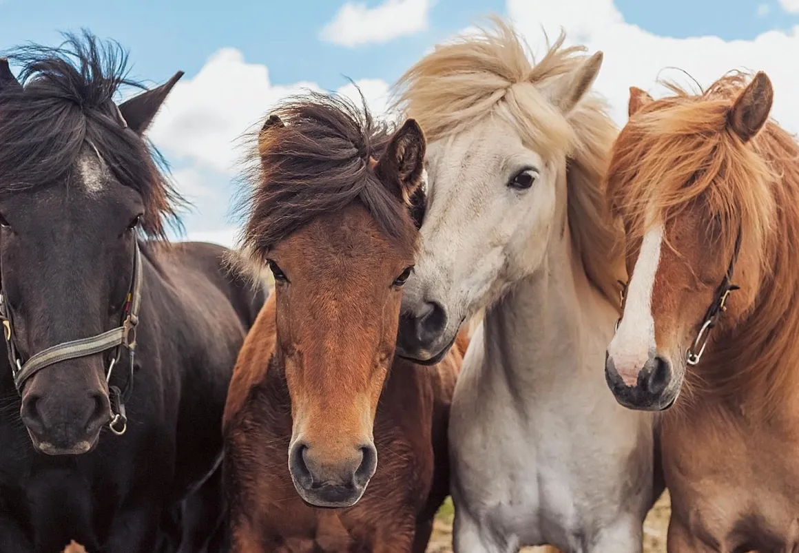HORSE FRIENDS 2 X 24 PIECE PUZZLE – RAVENSBURGER