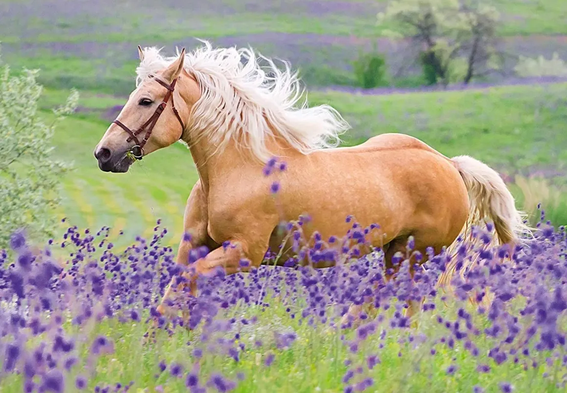 HORSE FRIENDS 2 X 24 PIECE PUZZLE – RAVENSBURGER