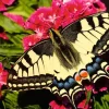 Ravensburger – Butterfly 500 Piece Puzzle