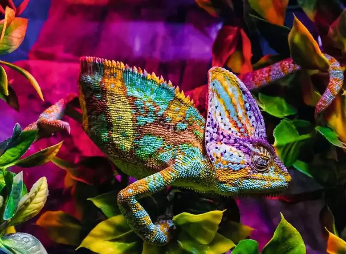 Ravensburger – Chameleon 500 Piece Puzzle