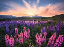Ravensburger – Lupines 500 Piece Puzzle