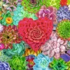 Ravensburger – Succulent Love 500 Piece Puzzle