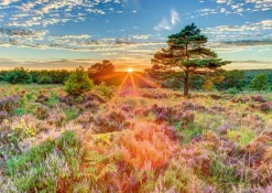 Schmidt – Sunset on the Heath 1000 Piece Puzzle