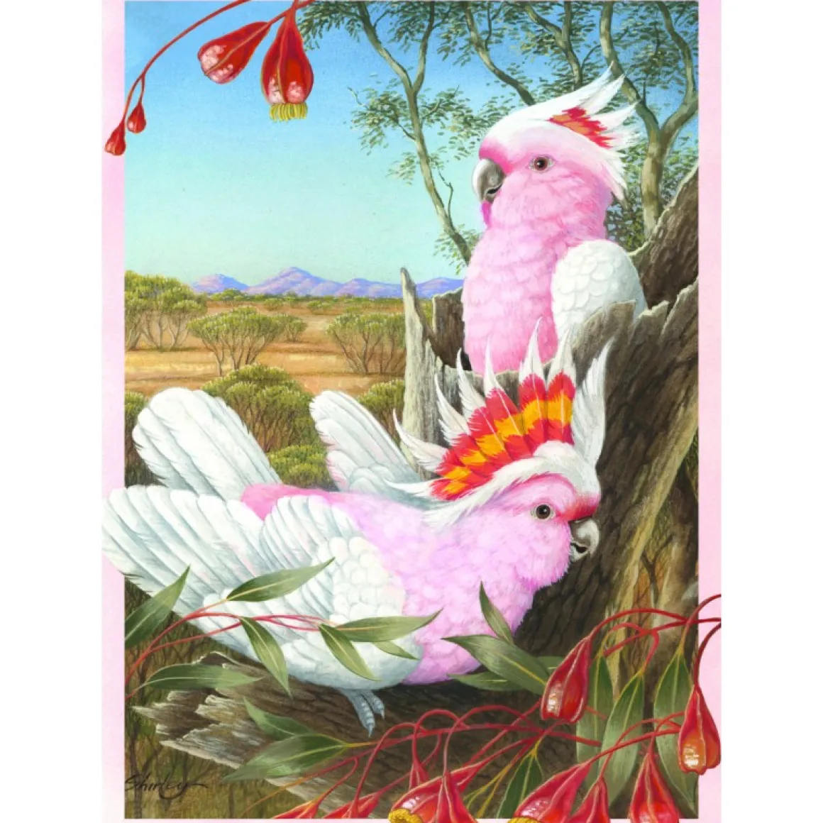 Shirley Barber – Major Mitchell’s Cockatoos 1000 Piece Puzzle