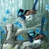 Shirley Barber – Superb Fairywrens 1000 Piece Puzzle